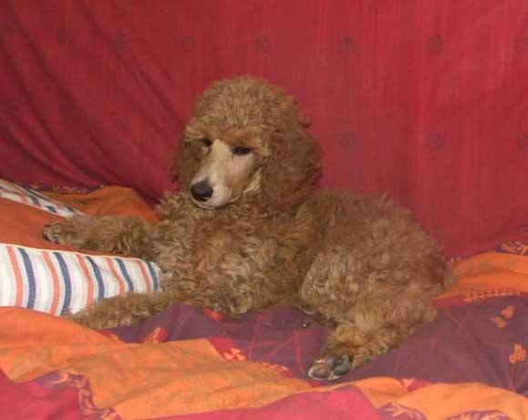 askispuppymaira10weeks.jpg